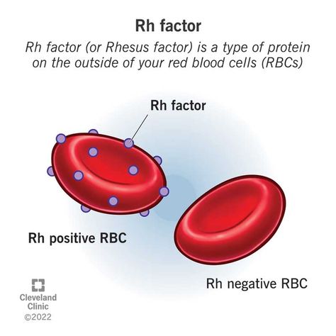 Rhesus (Rh) Factor: Incompatibility, Complications & Pregnancy Rh Factor, Medical Terminology Study, Medical Assistant Student, Study Biology, Basic Anatomy And Physiology, Nurse Study Notes, Nursing Student Tips, Biology Facts, Medical Student Study