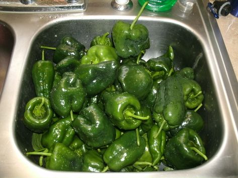 How To Can Poblano Peppers, Canned Pablano Pepper, Pablano Pepper Canning, Pablano Pepper Canning Recipes, Pablano Pepper Sauce, Preserving Pablano Pepper, Canning Poblano Peppers, How To Preserve Poblano Peppers, Drying Poblano Peppers