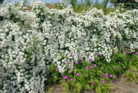 Spiraea × vanhouttei (Vanhoutte Spirea) Spiraea Vanhouttei, Garden Retreat Ideas, Bridal Wreath Spirea, England Garden, New England Garden, Herbal Tea Garden, Sweet Woodruff, Rain Gardens, Bridal Wreath