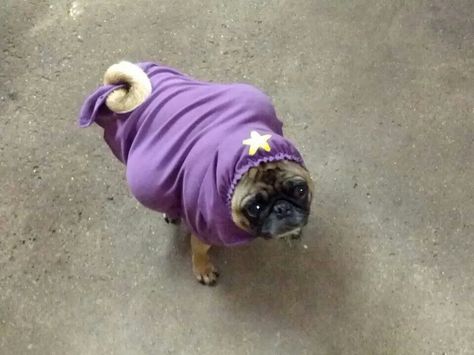 Lumpy Space Princess Costume, Adventure Time Costume, Adventure Time Cosplay, Pugs In Costume, Lumpy Space, Lumpy Space Princess, Space Princess, Princess Cosplay, Dog Halloween Costumes