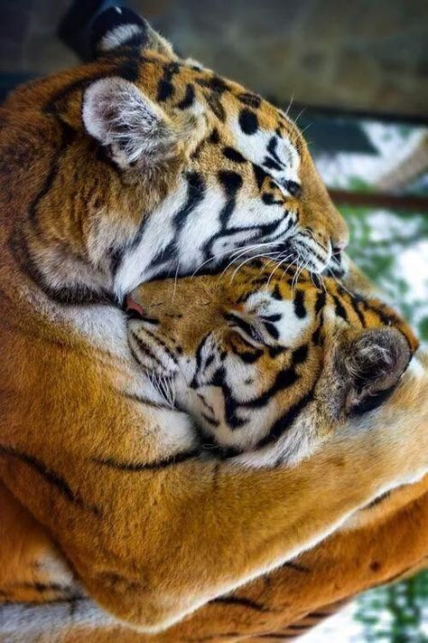 Regard Animal, Save The Tiger, Tiger Cubs, Tiger Love, Tiger Pictures, Exotic Cats, Cute Tigers, Majestic Animals, Large Cats