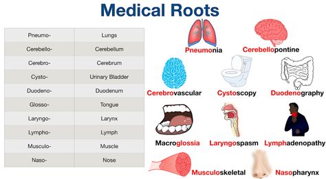 Words And Definitions, Dictionary Meaning, Heart Lungs, Medical Words, Root Words, Adrenal Glands, Medical Terminology, Nerve Cell, Lymph Nodes