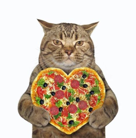 Shaped Pizza, Pizza Cat, Arte 8 Bits, Silly Cats Pictures, Silly Animals, Silly Cats, 귀여운 동물, Cat Pics, Cute Icons