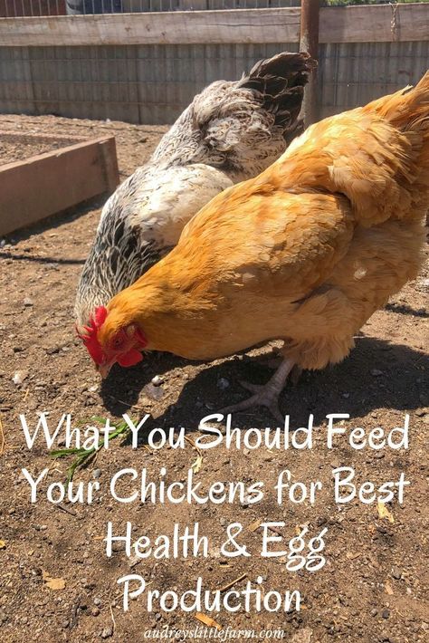 Fermenting Chicken Feed, What To Feed Chickens, Farm Goals, Homestead Livestock, Feed Chickens, Small Holding, Homestead Blog, Baby Chicks Raising, Laying Chickens