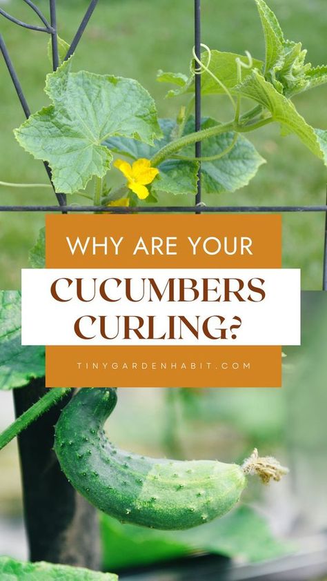 Cucumber Plant Problems, What To Do With Cucumbers From Garden, Cucumber Plants Growing Tips, Cucumber Growing Tips, Gardening Cucumbers, Cucumber Trellis Ideas, Cucumber Growing, Garden Cucumbers, How To Grow Cucumbers