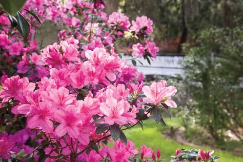 The azalea is the number one must-have plant in the South. When To Prune Azaleas, Pruning Azaleas, Azaleas Care, Azalea Bush, Azaleas Garden, Southern Garden, Garden Plan, Poisonous Plants, Foundation Planting