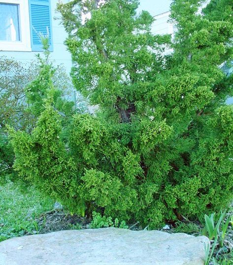 Hollywood juniper Hollywood Juniper, Tall Shrubs, Small Yard, Backyard Projects, Growing Tree, Small Trees, Trees To Plant, Landscaping, Herbs