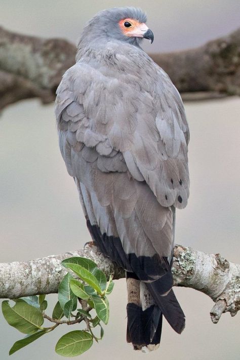 Polyboroides typus, African Harrier-hawk. A large, grayish hawk with broad wings that breeds in most of Africa south of the Sahara, being most common in the tropical regions of western Africa. They eat the fruit of the oil palm as well as hunt small vertebrates. They are specialists, foraging on eggs and nestlings, and they have double-jointed knees which allow them to access nest holes and other confined spaces. They are often seen clumsily clambering around on cliffs and trees when foraging. Harrier Hawk, South African Birds, Raptors Bird, Africa Wildlife, Watercolor Palette, The Fruit, Birds Of Prey, Birdy, Beautiful Birds