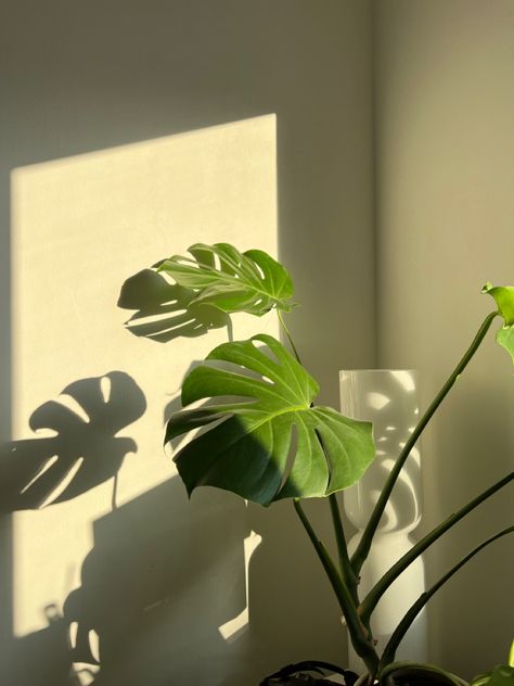 #aesthetic #monstera #sunrise #iittala Monstera Plant Bedroom, Objet Aesthetic, Monstera Plant Aesthetic, Monstera Aesthetic, Redecorate Room, Matcha Bar, Design Objet, Sketch Practice, Elemental Powers