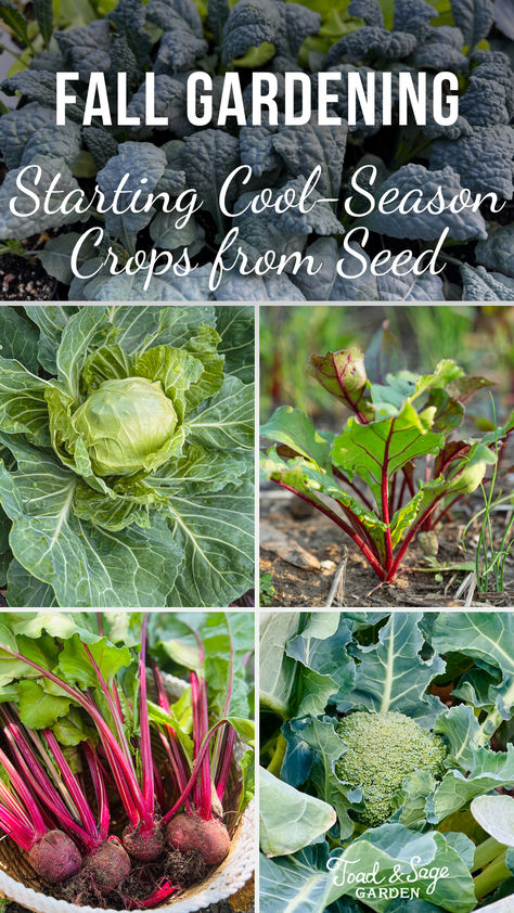 There are lots of cool season crops you can grow in fall that you can’t in summer and most are very easy to start from seed. I prefer starting them myself from seed because I can get started early and nurture them indoors. Plus, I can source seeds for varieties that aren’t available as plants in garden centers. When To Plant Seeds, Garden Vertical, Sage Garden, Winter Vegetables Gardening, Fall Gardening, Garden Centers, Rock Garden Design, Vegetable Garden Diy, Fall Garden Vegetables