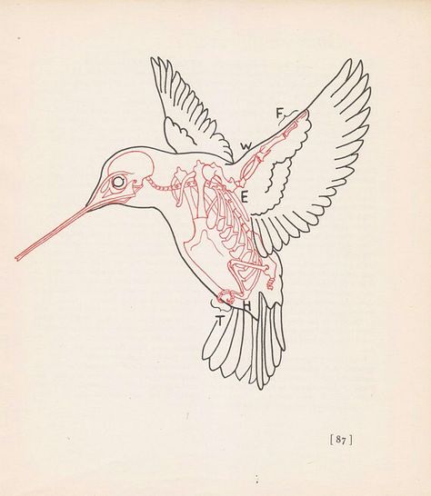 #skeletal #hummingbird #print Hummingbird Anatomy, Skeleton Diagram, Bird Skeleton, Hummingbird Drawing, Vintage Hummingbird, Vintage Tattoo Design, Skeleton Drawings, Animal Skeletons, Skeleton Tattoos