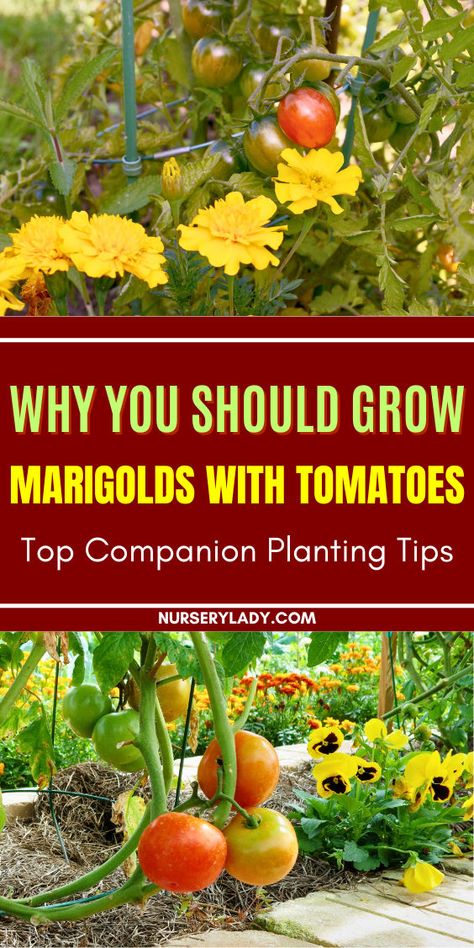 "Discover the benefits of growing marigolds with tomatoes in your garden! Learn top companion planting tips to enhance your tomato yield and health. Marigolds deter pests and attract beneficial insects, making them one of the best companion plants for tomatoes. Explore companion planting layouts and find out what to grow with tomatoes, including strawberries and peppers. Maximize your garden's potential with effective companion planting for tomatoes and enjoy a thriving, vibrant garden! Marigolds With Tomatoes, Tomato Plants Growing Tips, Companion Plants For Tomatoes, Companion Planting Layout, Best Companion Plants, Growing Marigolds, Planting Marigolds, Arizona Gardening, Planting Tips