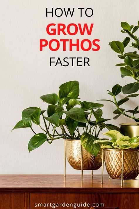 Pothos Planter Ideas, Growing Pothos In Water, Fast Growing Indoor Plants, Fast Growing Houseplants, Hanging Pothos Plant Decor, How To Propagate Pothos, Pothos Decor Ideas, Pothos Ideas, Pothos Plant Decor Ideas