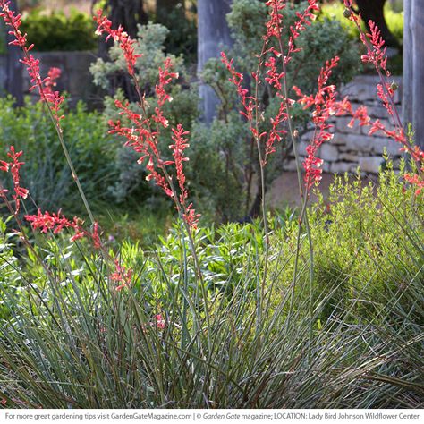 6 native flowers hummers love: Want to bring in more hummingbirds next year? Plant a few of the native flowers on this list. Hesperaloe Parviflora, High Country Gardens, Succulent Landscape Design, Drought Tolerant Garden, Alpine Garden, Yucca Plant, Succulent Landscaping, Front Landscaping, Love Garden