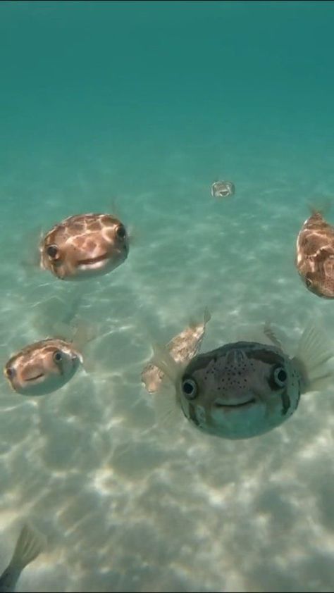 Puffer Fish, Caption This, The Ocean, Puffer, Swimming, Fish, Water, On Instagram, Blue