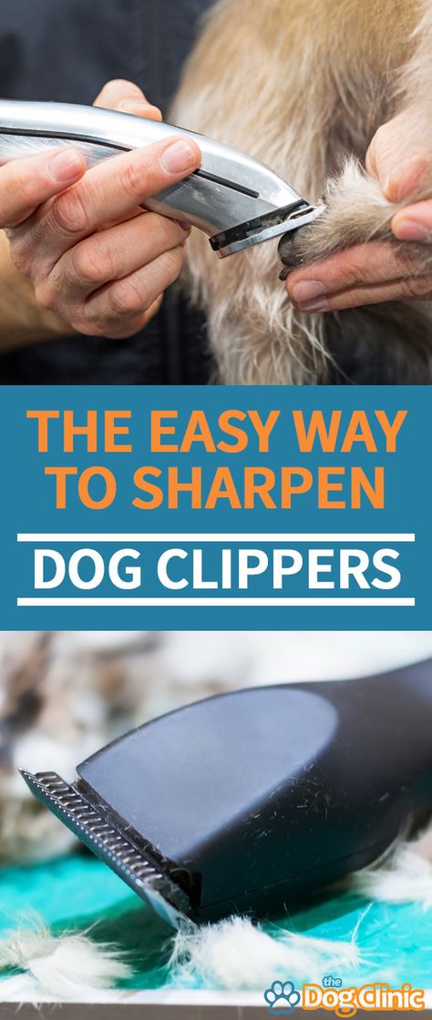 How To Use Dog Clippers, Dog Clippers Pet Grooming, Malshi Haircuts, Aussiedoodle Grooming, Dog Grooming Shih Tzu, Dog Clinic, Dog Grooming Diy, Goldendoodle Grooming, Dog Ear Cleaner