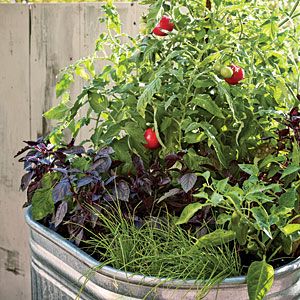 Bloody Mary Garden....tomatoes, chile peppers, chives, and basil in a galvanized watertrough. Clever! Gemüseanbau In Kübeln, Urban Garden Design, Growing Tomatoes In Containers, Container Vegetables, Cottage Rose, Container Gardening Vegetables, Vegetable Garden Design, Kew Gardens, Backyard Projects