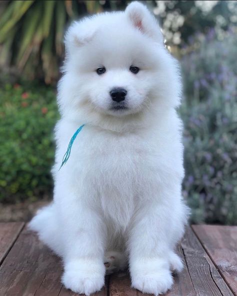 Dog For Sale, Puppies Near Me, Spitz Dogs, Samoyed Dog, Samoyed Puppy, Really Cute Puppies, Samoyed Dogs, Smart Dog, Dogs For Sale