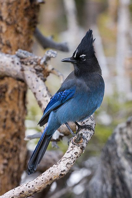 Steller's Jay   I love the interior jay's white eyebrows. Stellar Jay, Forest Trip, Bird Sitting, Jay Bird, Most Beautiful Birds, Airbrush Art, Nature Birds, All Birds, Backyard Birds