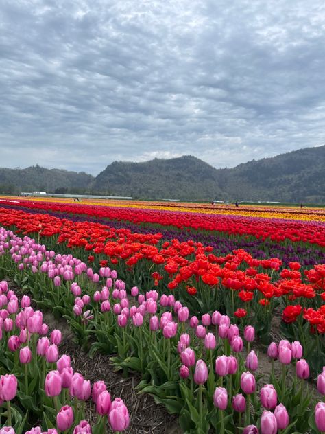 Tulip Festival in Abbotsford, BC🇨🇦 Abbotsford Bc, Tulip Field, Festival Aesthetic, Tulip Festival, Tulip Fields, Scenery Nature, Beautiful Scenery Nature, Flower Field, Beautiful Scenery