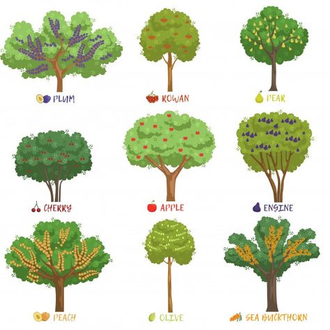 Different fruit trees sorts with names s... | Premium Vector #Freepik #vector #food #tree #summer #leaf Fruit Tree Illustration, Flat Tree, Fruit Bearing Trees, Indian Garden, Fruit List, Tree Identification, Fantasy Tree, Berry Bushes, Kinds Of Fruits