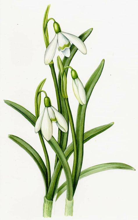 Winter Flowers Illustration, Mamma Tattoo, Snow Drops Flowers, Botanical Artists, Fern Art, Snow Drop, Snow Drops, Decorated Flower Pots, Winter Flowers