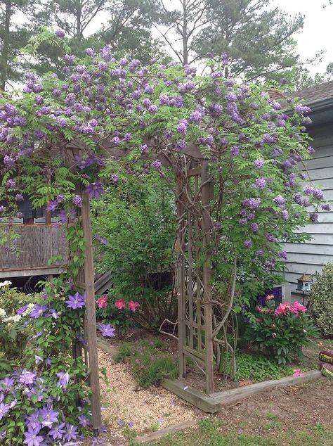 My Wisteria arbor. It is about 4 yrs old. My husband built the arbor. Wisteria Trellis, Wisteria Arbor, Wisteria Pergola, Wisteria Garden, Wisteria Plant, Arbors Trellis, Garden Globes, Enchanting Garden, Pergola Garden