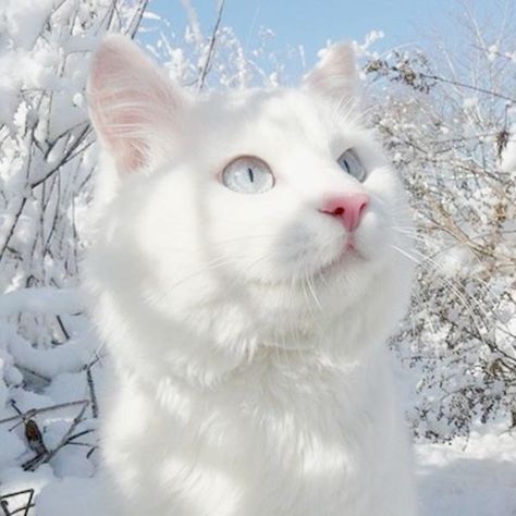 White Cat, Blue Eyes, The Sky, Blue, White