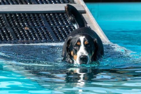 Diy Dog Pool, Pool Ramp, Dog Pool Ramp, Dog Anatomy, Pet Ramp, Dog Pool, Dog Ramp, Pet Steps, Cat Enclosure