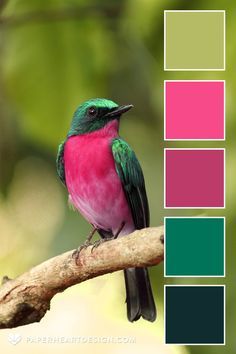 Branding Design Fashion, Teal Color Palette, Colours That Go Together, Color Schemes Colour Palettes, Illustration Branding, Color Palette Bright, Nature Color Palette, Brand Color Palette, Beautiful Bird