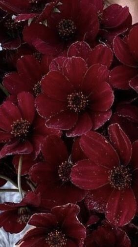 Chocolate Cosmos Flower, Dark Red Flowers, Maroon Flowers, Basic Anatomy, Flower Board, Chocolate Cosmos, Material Flowers, Gothic Garden, Red Plants