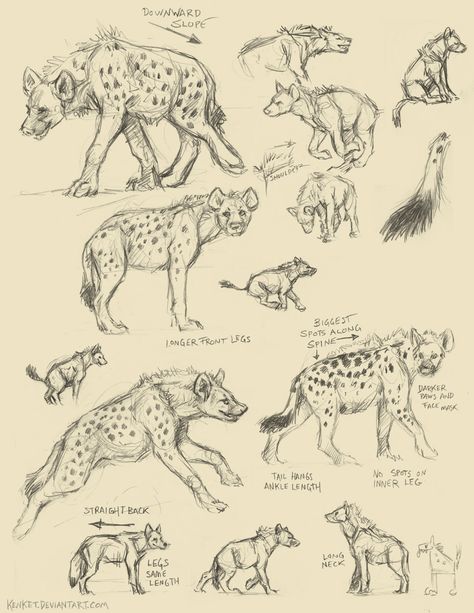 Hyena Art Illustrations, Hyena Reference Drawing, Spotted Hyena Drawing, How To Draw Hyena, Spotted Hyena Art, Hyena Art Drawings, Hyena Drawing Easy, Spotted Hyena Tattoo, Hyena Side Profile