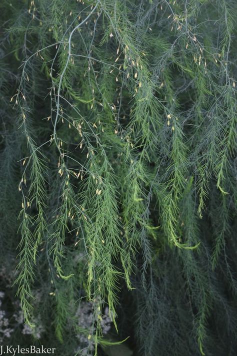 Green feathery asparagus foliage.. Asparagus Plants, Asparagus Garden, Wild Asparagus, Asparagus Plant, Plants Nature, Photography Summer, Garden Guide, Garden Photography, Hot And Humid