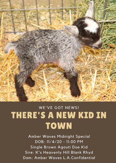 New Arrival at Amber Waves Pygmy Goats Pictured at 9 Hours Old Registered African Pygmy Goats Ship Worldwide- One of the oldest pygmy goat breeders in the United States. Goat Picture, Pygmy Goats, Pygmy Goat, 9 Hours, The United States, New Arrival, Goats, Amber, Old Things