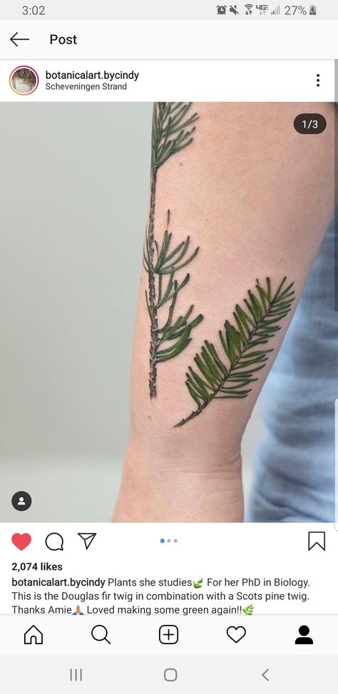 Doug Fir Tattoo, Douglas Fir Tattoo, Douglas Fir, Tattoos