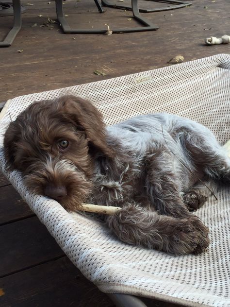 Wirehaired Pointing Griffon, Pointing Griffon, Petit Basset Griffon Vendeen, Griffon Dog, Adorable Creatures, Dog Tips, Dog Ideas, Best Dog Breeds, Bird Dogs