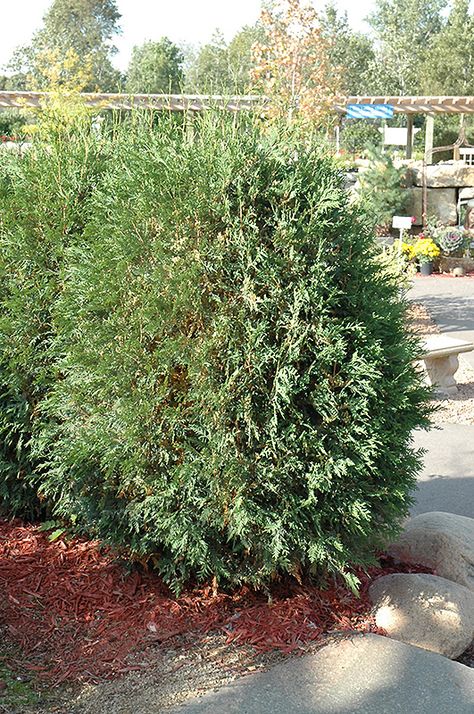 Techny Arborvitae, American Arborvitae, Arborvitae Landscaping, Globe Arborvitae, Eden Prairie Minnesota, Eastern White Cedar, Thuja Occidentalis, Backyard Trees, White Cedar