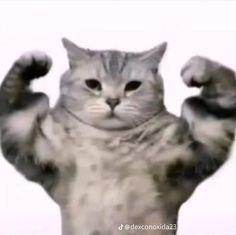 Gatos Cool, Cat Gym, Ugly Cat, Cute Video, Funny And Cute, Cat Icon, Silly Animals, Funny Cat Pictures, Funny Cute Cats