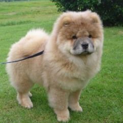 Would a chow chow defeat a pitbull fight? - Answers.com Perros Chow Chow, Bear Dogs, Dog Bear, Expensive Dogs, Chow Chow Puppy, Chow Chow Dogs, Dangerous Dogs, Lion Dog, Puppy Chow