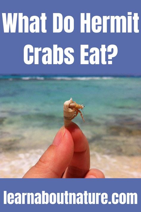 What Do Hermit Crabs Eat? Hermit Crab Habitat, Hermit Crab Food, Crab Food, Hermit Crabs, Learn To Live, Crab Recipes, About Nature, Hermit Crab, Aquatic Animals