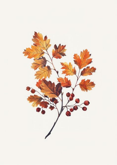 An Autumn leaves of hawthorn produce plant leaf. | free image by rawpixel.com / Pitcha Benrohman Autumn Plants Illustration, Autumn Trees Drawing, Fall Tree Illustration, Fall Leaf Drawing, Hawthorn Leaves, Autumn Leaves Illustration, Rain Images, Autumn Tree Branch, Pictures Of Leaves