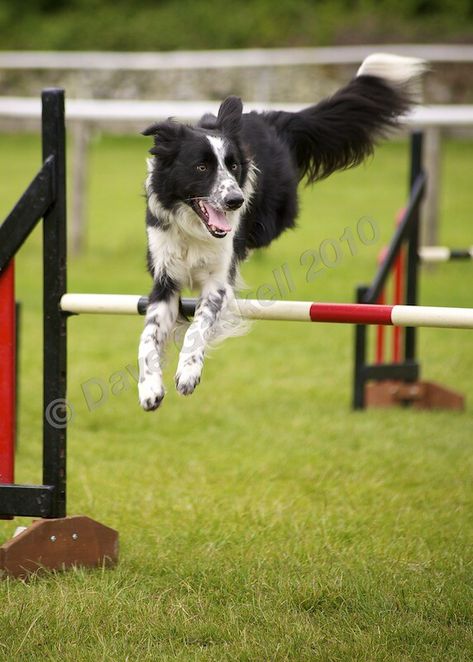 D7C_4002 by Dave_Gaskell. Found using 'Gallery for Flickr' on iPad. https://apps.apple.com/in/app/galleryr-pro-for-flickr/id525519823 Border Collie Agility, Agility Aesthetic, Scruffy Dogs, Fit Dogs, Dog Sports, Dog Agility, Border Collies, Sporting Dogs, Border Collie