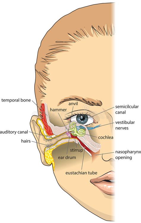 Ear Anatomy, Eye Anatomy, Basic Anatomy And Physiology, Nurse Study Notes, Biology Facts, Medical Student Study, Human Body Anatomy, Medical School Inspiration, Medical School Studying