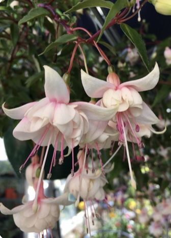 Pink Lillies Bouquet, Pink Lillies Aesthetic, Lillies Aesthetic, Lillies Bouquet, Wall Paper Pink, Flower Gardening Ideas, Flowers Name, Lilly Flower, Hindi And English