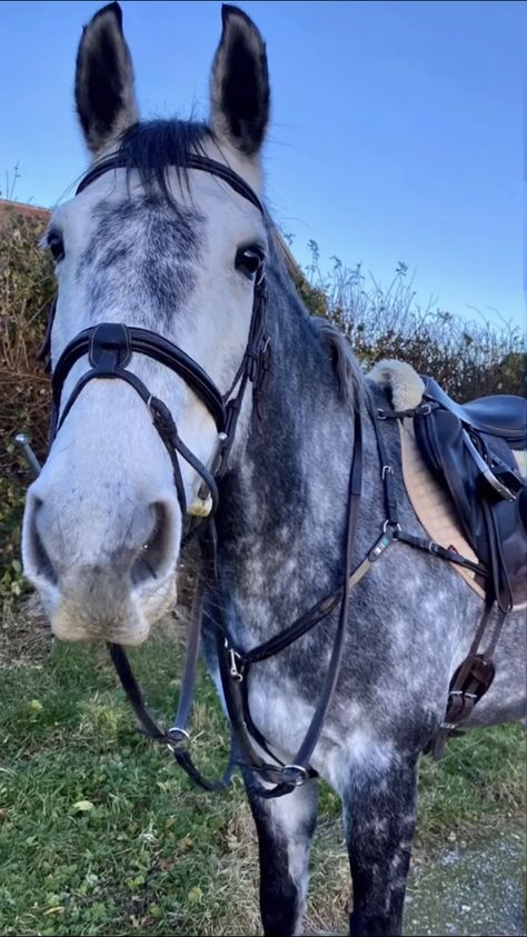 Dappled Gray Horse, This Esme Horses, Dapple Grey Horse Aesthetic, Grey Horse Aesthetic, This Esme, Dappled Grey Horse, Dapple Gray Horse, Dapple Grey Horse, Aesthetic Equestrian