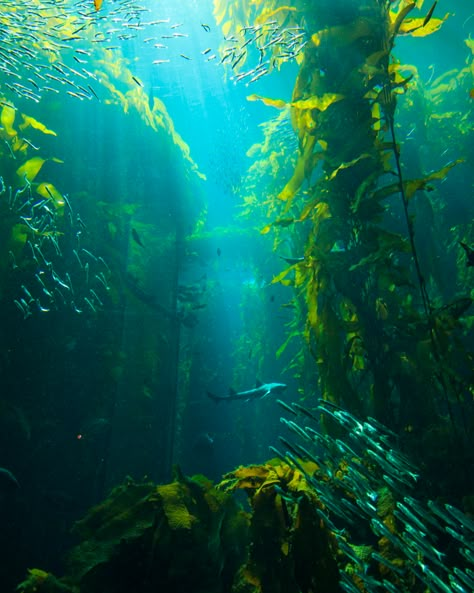 Kelp Forest | Kelp Forest Monterey Bay Aquarium Monterey, Ca… | Flickr No Ordinary Girl, Kelp Forest, Water Aesthetic, Monterey Bay Aquarium, Underwater Art, Mermaid Aesthetic, Monterey Bay, Ocean Creatures, Underwater Photography