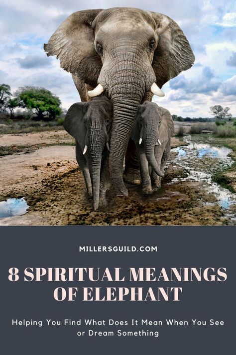 8 Spiritual Meanings of Elephant 2 Meaning Of Elephants, Elephant Spiritual Meaning, Elephant Spirit Animal, Elephant Symbolism, Elephant Meaning, Positive Symbols, Elephant Facts, Herd Of Elephants, Elephant Images