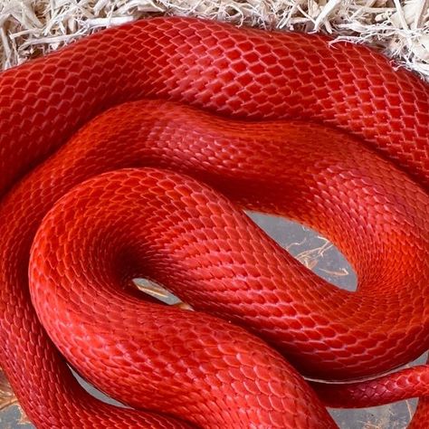 The Reptile Report on Instagram: "Blinded by the brilliant color on this cayenne fire stripe corn snake at @cascadecornsllc! 🥵❤️‍🔥😎 

TRR is made possible by @exoticsunlimitedusa 

#firestripecornsnake #cornsnake #pantherophisguttatus #cornsnakemorph #colubrid #colubridcrazy #snake #snakes #snakesofinstagram #snakelover #reptiles #reptile #reptilesofinstagram #reptilepets #reptilefanatics #reptilephotography #reptilekeeper #herpetology #herpetoculture #thereptilereport #thereptilereportofficial" Red Corn Snake, Cornsnake Morphs, Corn Snake, Snake Lovers, Reptiles Pet, Blood Red, Cayenne, Amphibians, Snakes