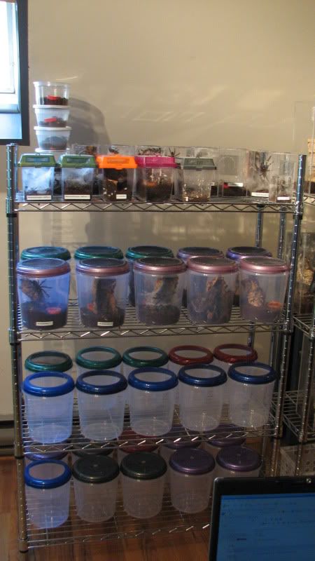 Tarantula Enclosure Ideas Diy, Terrarium Enclosure, Tarantula Room, Tarantula Terrarium, Diy Jumping Spider Enclosure, Tarantula Enclosure, Spidey Sense, Pet Tarantula, Rat Snake