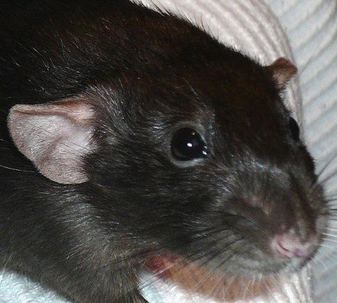 A black dumbo rat Coat Types, Dumbo Rat, Black Rat, Wildlife Rescue, Mouse Tattoos, Fancy Rat, Adorable Creatures, Pet Paradise, Cute Rats